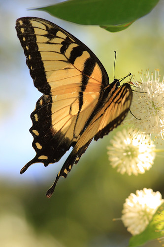 EASTERN TIGER SWALLOWTAIL BUTTERFLY (3 Shot Series)