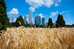 Chicago skyline et blé par Franck Vervial