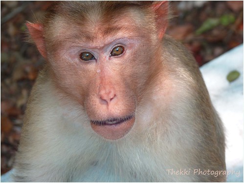 When I Monkeyed - Bonnet Macaque (Macaca radiata)
