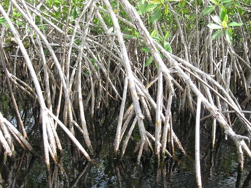 The mangroves