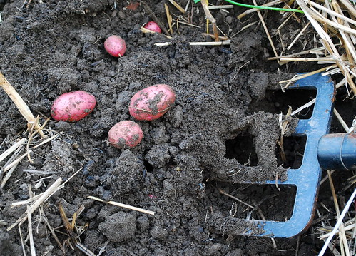 Digging for potatoes1