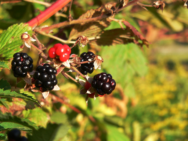 blackberries_sep_10