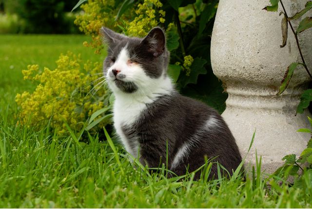 cute blind cat grey kitten in the garden