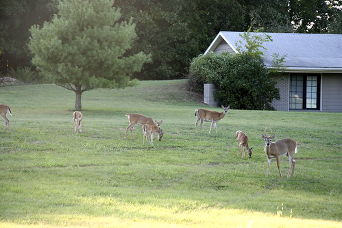 Oklahoma Whitetail Deer