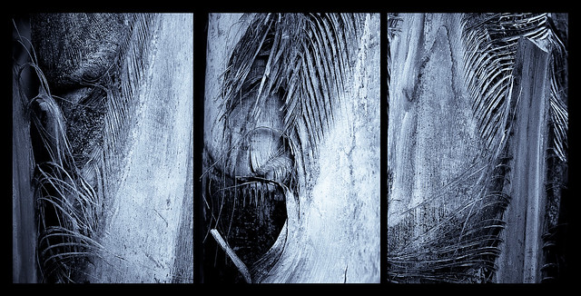Palm tree trunk trio