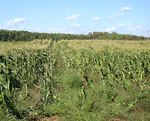 Venison Damage to Corn