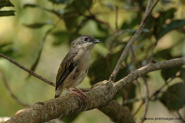 Birds of Borneo: Shrike (Brown?)