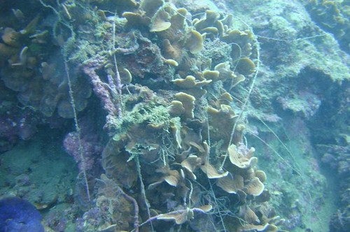 被魚網覆蓋的珊瑚。（陳玄州提供）