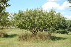 Healthy Unsprayed Apple Tree <a style="margin-left:10px; font-size:0.8em;" href="http://www.flickr.com/photos/91915217@N00/4994641507/" target="_blank">@flickr</a>