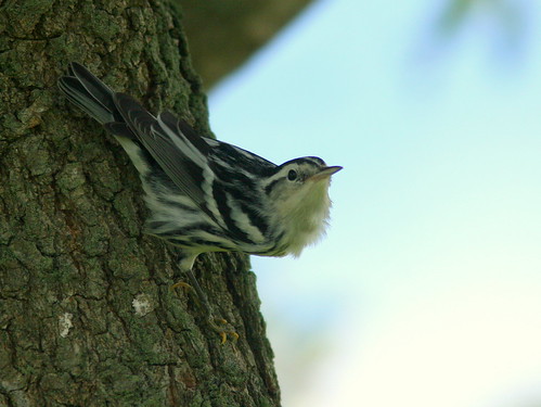 Black-and-white Warbler 2-20100916