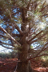 Huge White Pine <a style="margin-left:10px; font-size:0.8em;" href="http://www.flickr.com/photos/91915217@N00/4997184485/" target="_blank">@flickr</a>