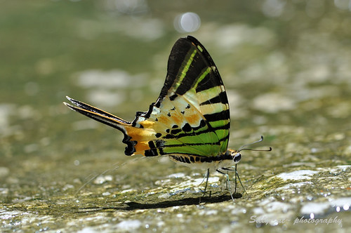 Five-bar Swordtail (Pathysa antiphates itamputi) 綠鳳蝶