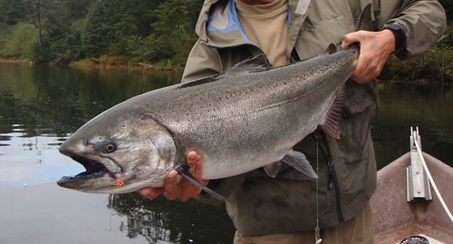 Rob Russell Fly Fishing for salmon