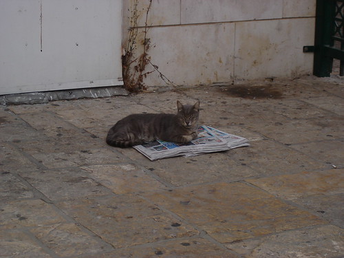 Cat on newspapers