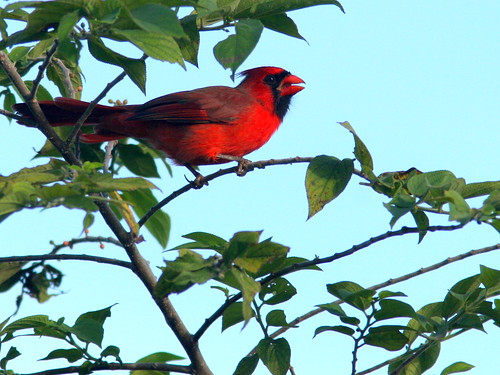 Northern Cardinal male 20100926