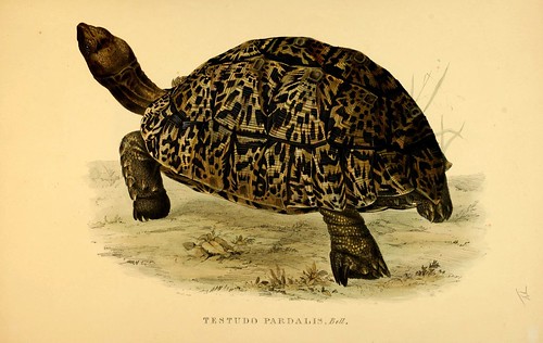003-Testudo Pardalis Bell-Tortoises terrapins and turtles..1872-James Sowerby