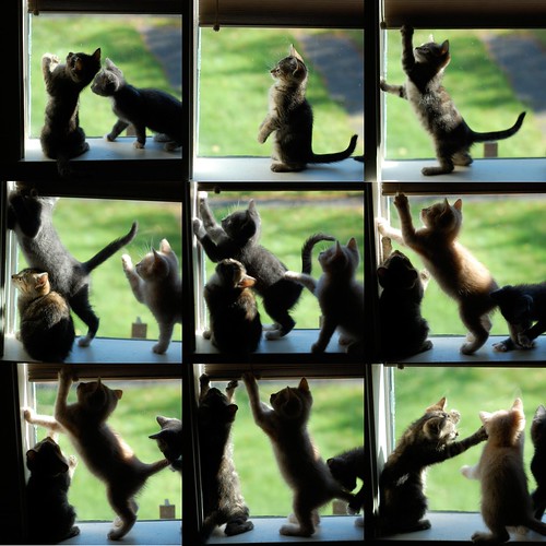 Window_Kittens