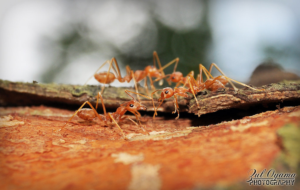 Ocoephylla smaradgina (Weaver Ants)