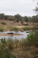 Hippos at Kruger National Park, South Africa