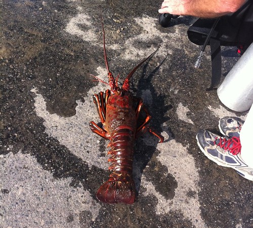 rock lobster two