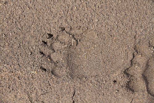 暑寒別岳のヒグマの足跡