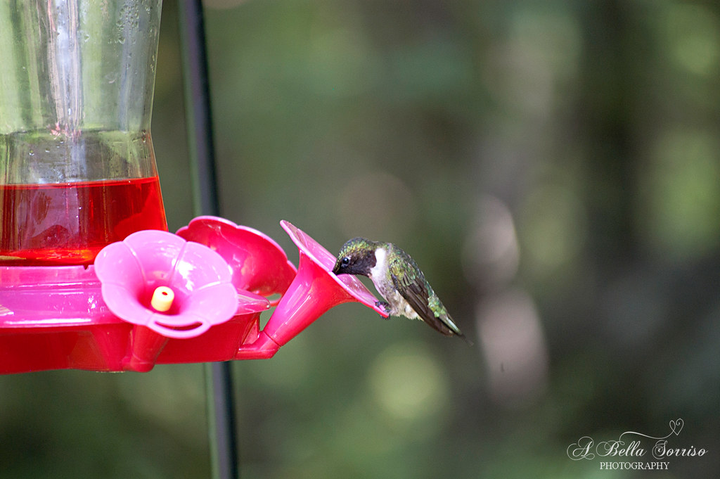 hummingbirds 05