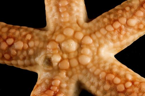 madreporite starfish. Madreporite: water flows in