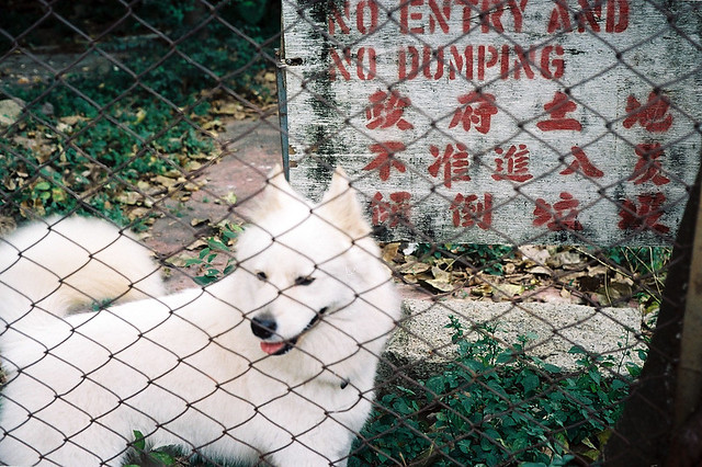 Dog in Wong Tai Si Minolta Hi-matic 