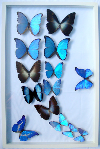 Blue Morpho Attack Framed Butterflies Mounted Art for Home Decor