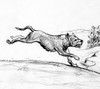 Dog drawing by William Huff