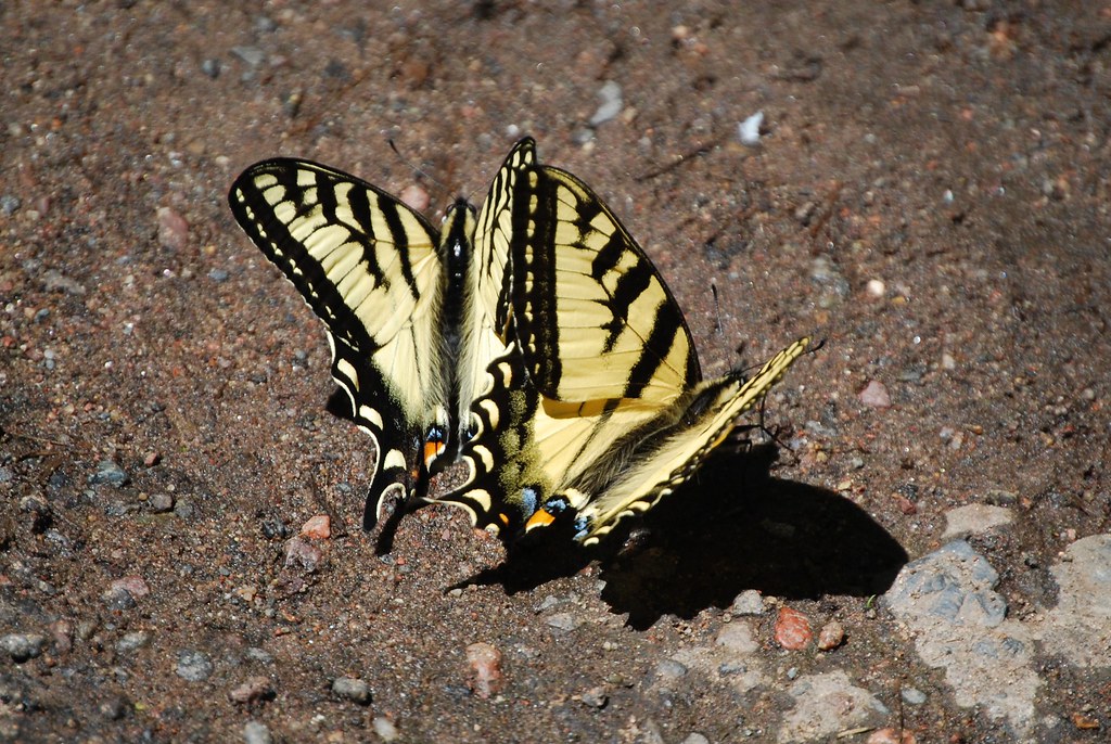Canadian Tiger Swallowtail 2