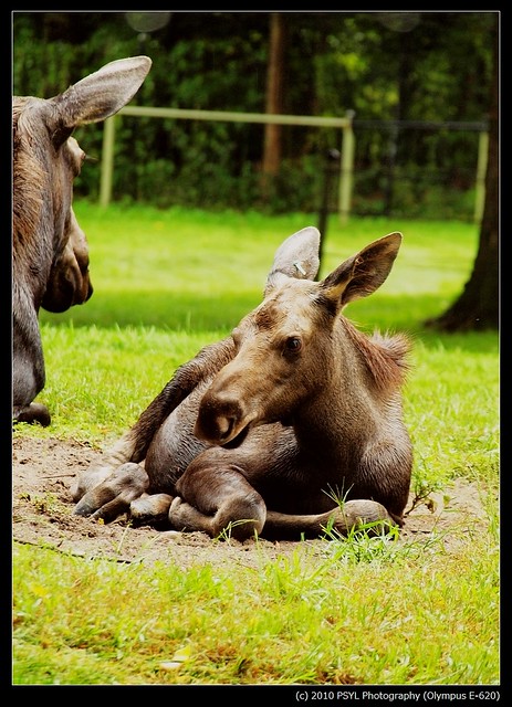 American Moose (Alces alces americana)