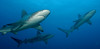 Sharks - Papahānaumokuākea Marine National Monument