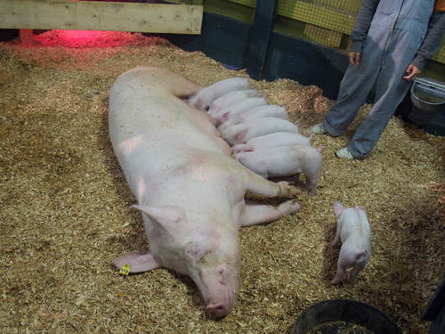 Sow and her piglets