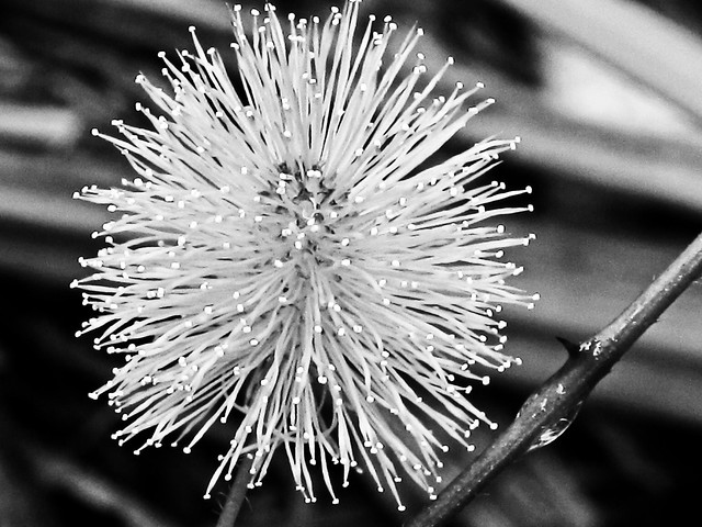 IMG_4097 Black and White Mimosa