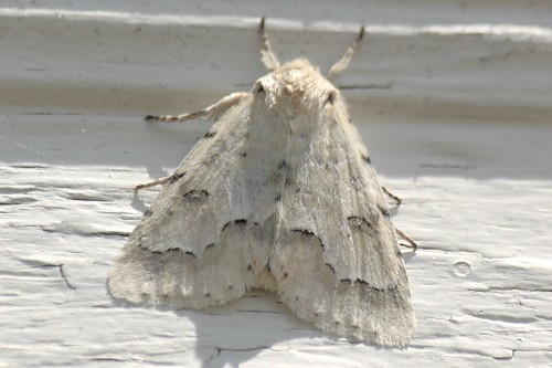 Unmarked Dagger Moth (6)