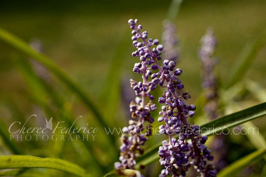 Purple on the Monkeygrass