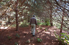 Norm in the Magical Pine Grove <a style="margin-left:10px; font-size:0.8em;" href="http://www.flickr.com/photos/91915217@N00/4997188743/" target="_blank">@flickr</a>