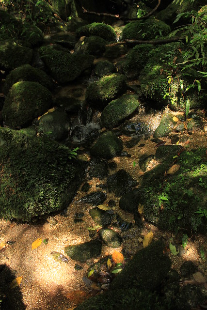 尾之間から蛇之口の滝の登山道にて in Yakushima 1