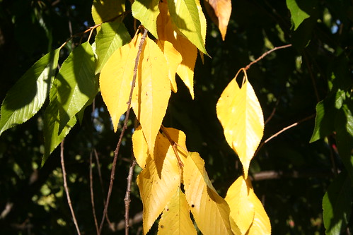 Cherry Leaves Turning Gold