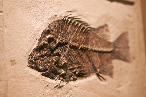 HMNH fish fossil