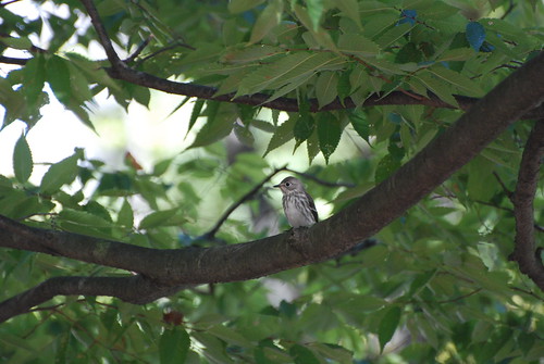Grey-streaked Flycatcher