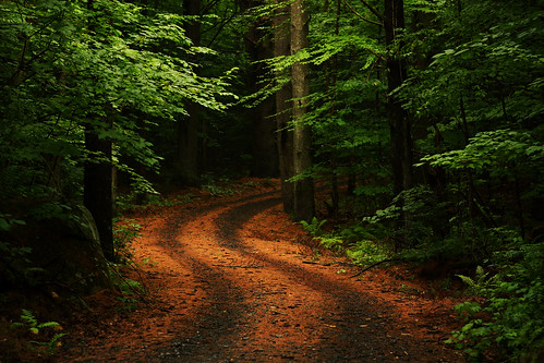 フリー写真素材|自然・風景|森林|道|アメリカ合衆国|