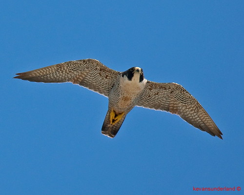 peregrine falcon in flight. Peregrine Falcon In Flight