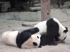 Panda Bears, Beijing Zoo