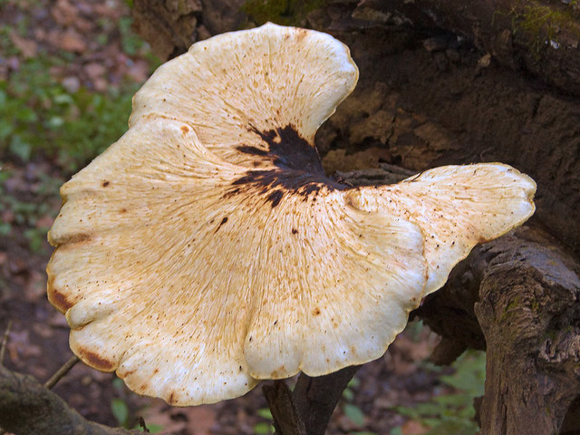 Meramec Conservation Area, near Sullivan, in Franklin County, Missouri, USA - mushroom 3