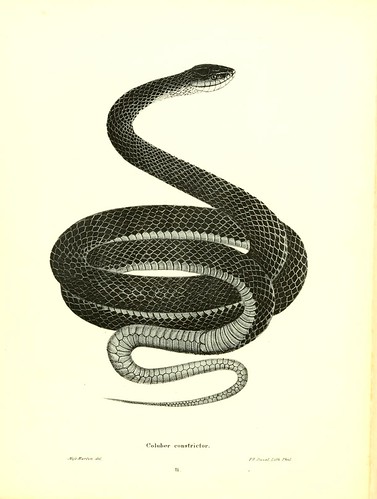 003-Coluber constrictor-North American herpetology…1842-Joh Edwards Holbrook