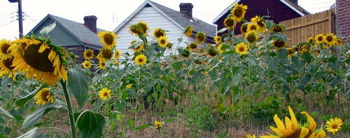 Braddock sunflowers & houses (detail from photo by: Jennifer Brandel, creative commons license)