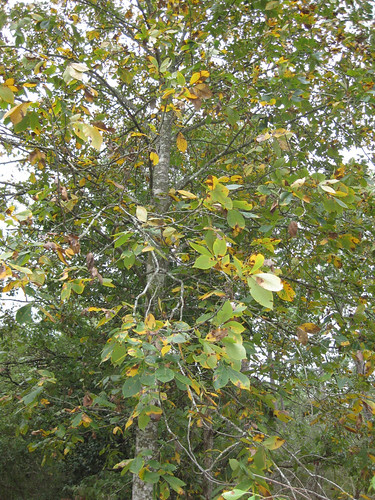 elm tree identification by bark. elm tree bark identification.