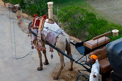 Rajasthan Jaisalmer 2010-11-013